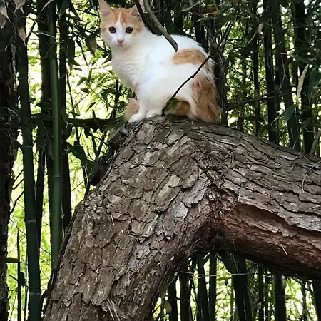 Princesse Des Neiges Apartamento