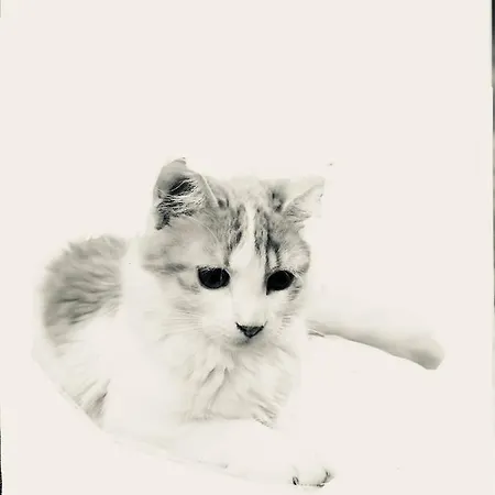 Princesse Des Neiges Apartamento