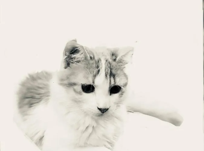 Princesse Des Neiges Апартаменты